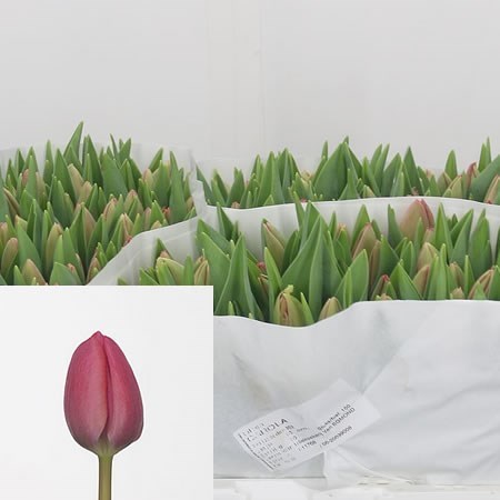 TULIPS CAROLA