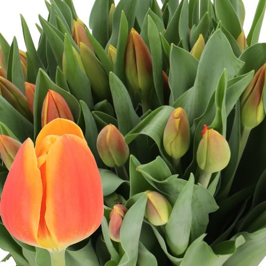 TULIPS CARPE DIEM