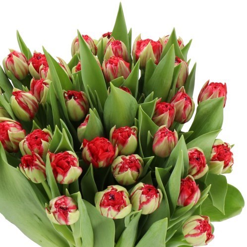 TULIPS CASHBACK