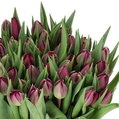 TULIPS CASSANDRA