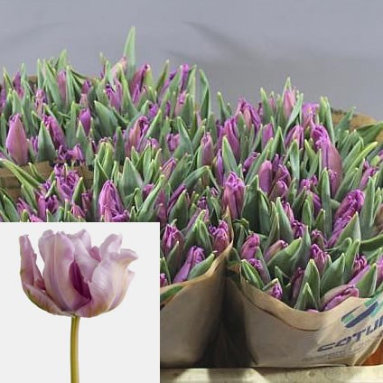 TULIPS CATHAY (PARROT)
