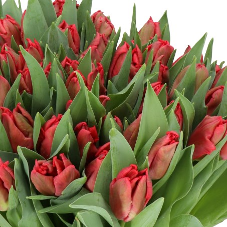 TULIPS CATWALK (PARROT)