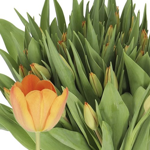 TULIPS CHARADE