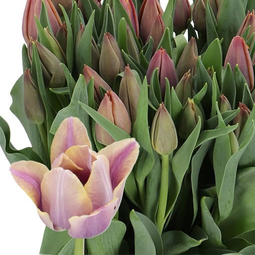 TULIPS CHARENTE