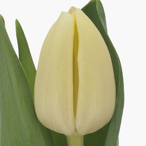 TULIPS CHEERS