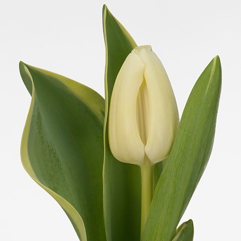 TULIPS CHEERS