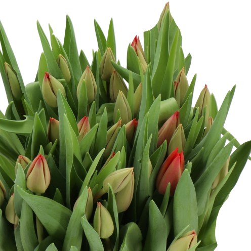 TULIPS CHEIROSA
