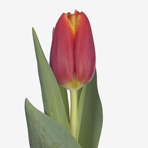 TULIPS CHOICE