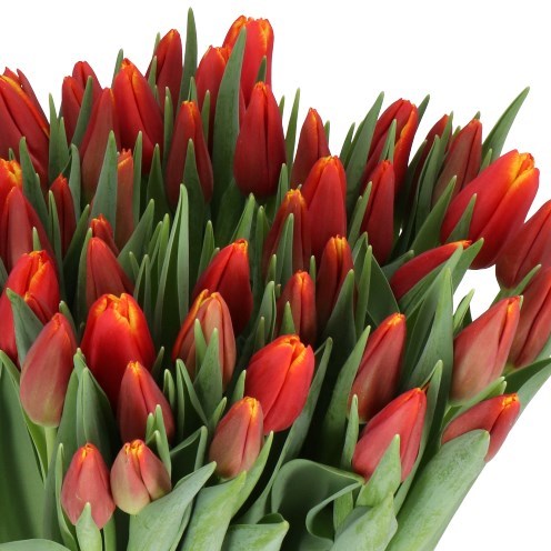 TULIPS CHOICE