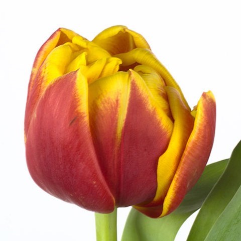 TULIPS CILESTA