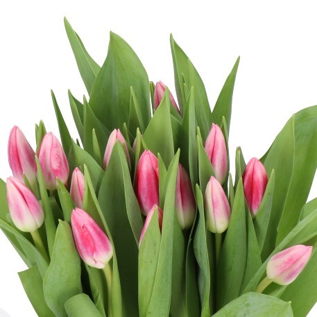 TULIPS CIRCUIT