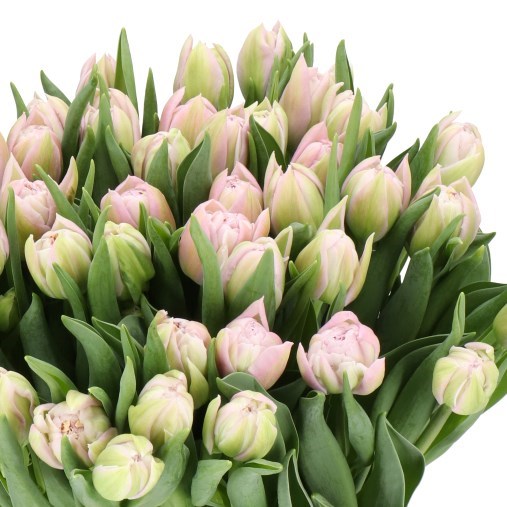 TULIPS CLEAN PRICE