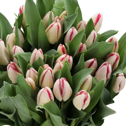 TULIPS COASTLINE