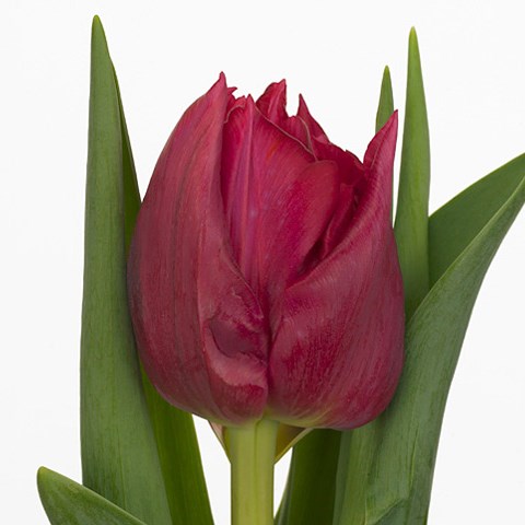 TULIPS COGNAC