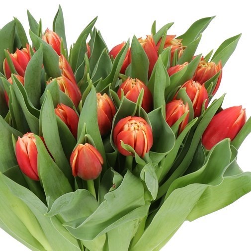 TULIPS CONCORDE