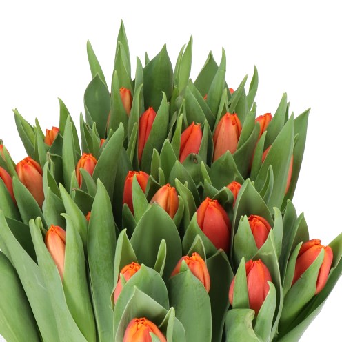TULIPS COUNTUS