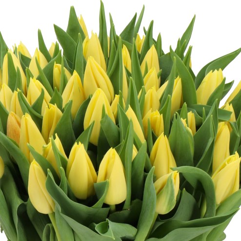 TULIPS CREME SILENCE
