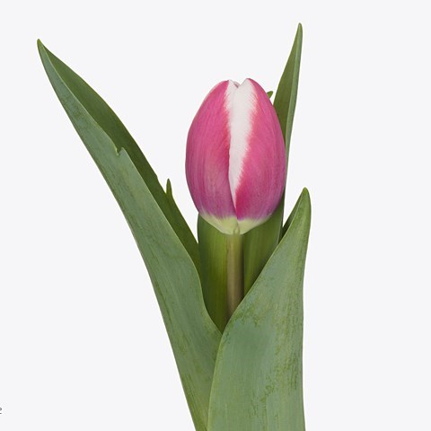 TULIPS CROSSOVER