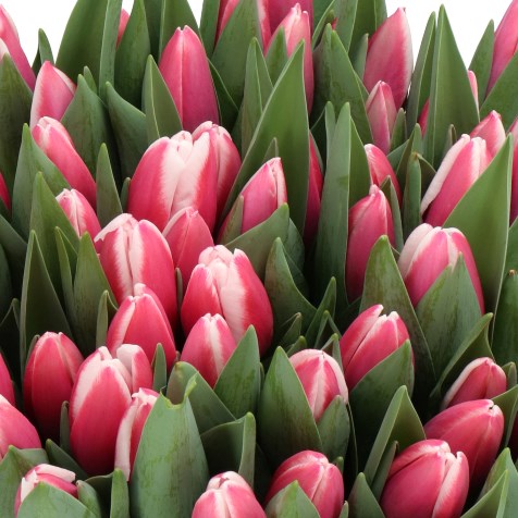 TULIPS CROSSOVER