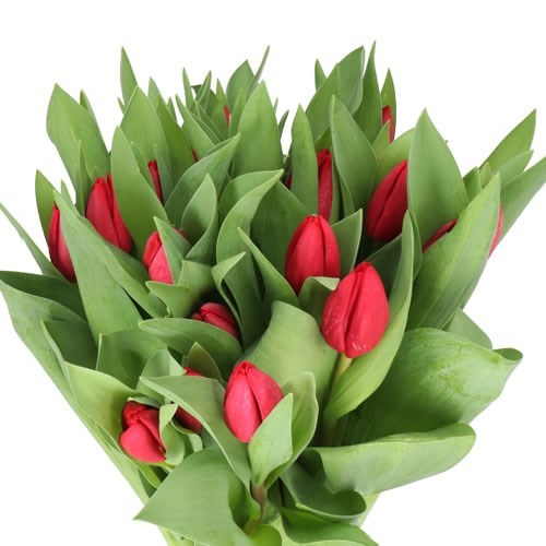 TULIPS CURRY