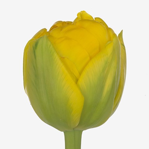 TULIPS DANCING QUEEN