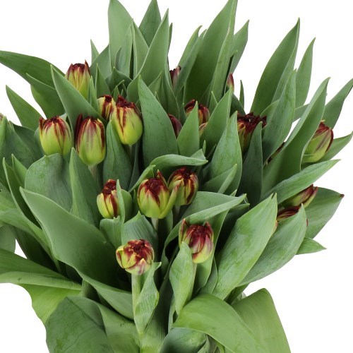 TULIPS DARKROOM