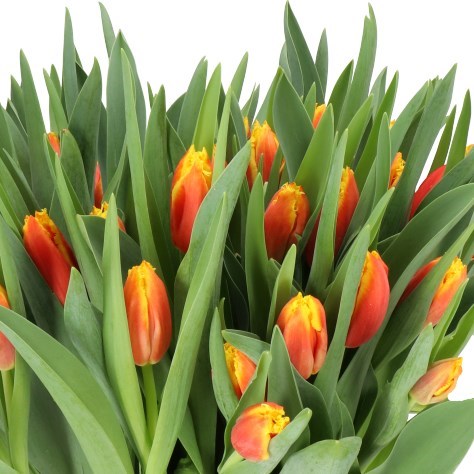 TULIPS DAVENPORT