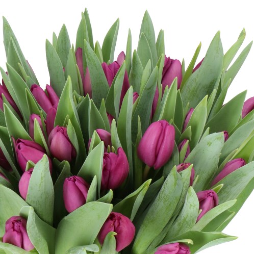 TULIPS DEA