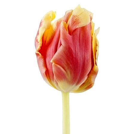 TULIPS DEE JAY PARROT