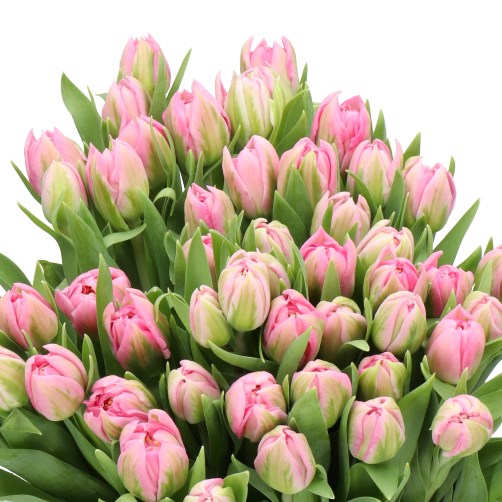 TULIPS DESIRELLE