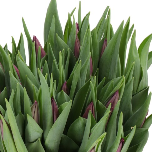 TULIPS DESTINATION