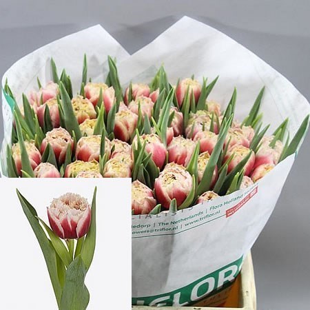 TULIPS DOUBLE CRYSTAL