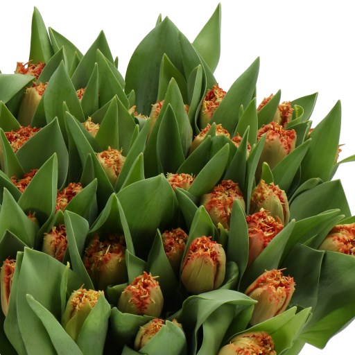 TULIPS DOUBLE KING
