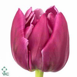 TULIPS DOUBLE PRINCESS