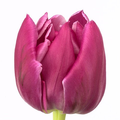 TULIPS DOUBLE PRINCESS