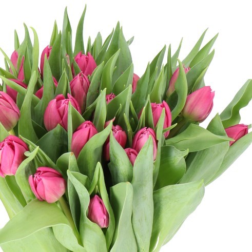 TULIPS DOUBLE PRINCESS