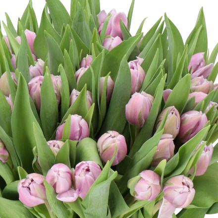 TULIPS DOUBLE SOPRANO