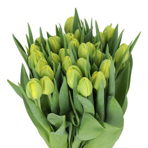 TULIPS DOUBLE TROUBLE