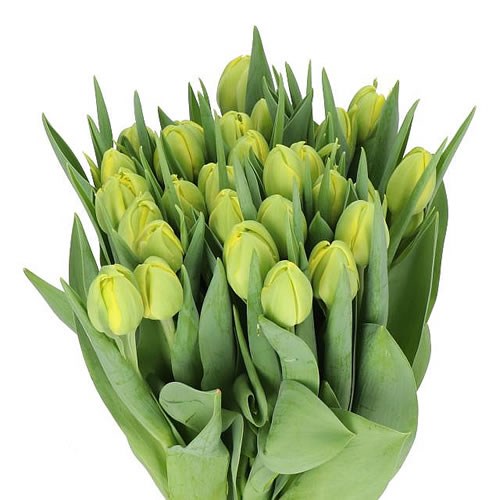 TULIPS DOUBLE TROUBLE