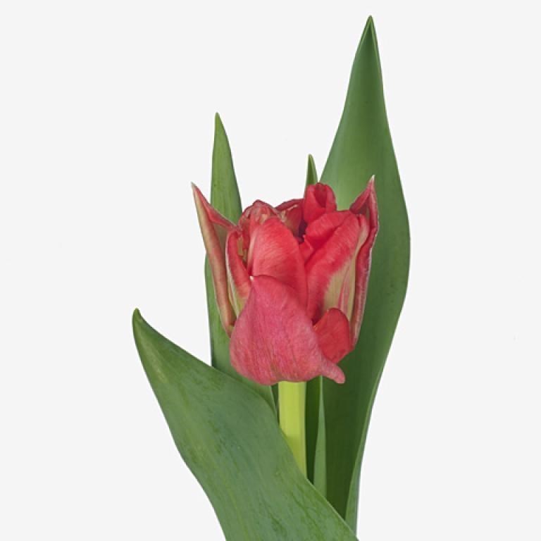 TULIPS DOUBLE TWIST