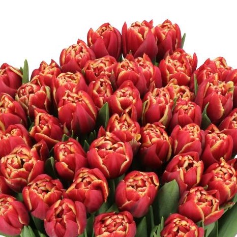 TULIPS DRONE