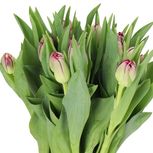 TULIPS DRUMSTICK