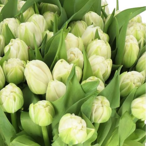 TULIPS DUCHESS
