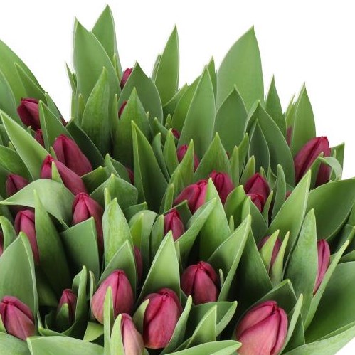 TULIPS DUET