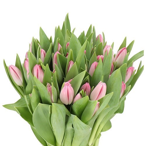 TULIPS DUTCH BEAUTY