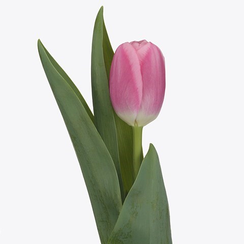 TULIPS DUTCH DELIGHT