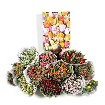 TULIPS DUTCH MASTERS MIX X 120