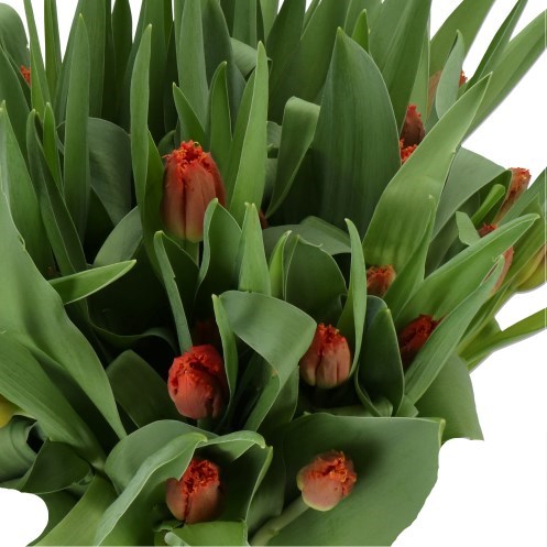 TULIPS DUTCHING