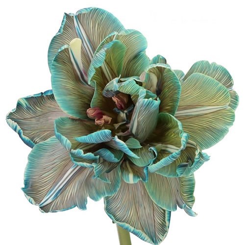 TULIPS DYED DUSTY BLUE 40cm | Wholesale Dutch Flowers & Florist Supplies UK