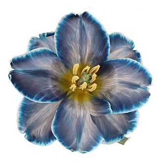 TULIPS DYED ROYAL BLUE 40cm | Wholesale Dutch Flowers & Florist Supplies UK